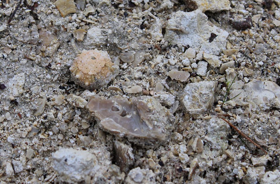 Sjöborre i skalgrus Sea urchin in shell gravel.
