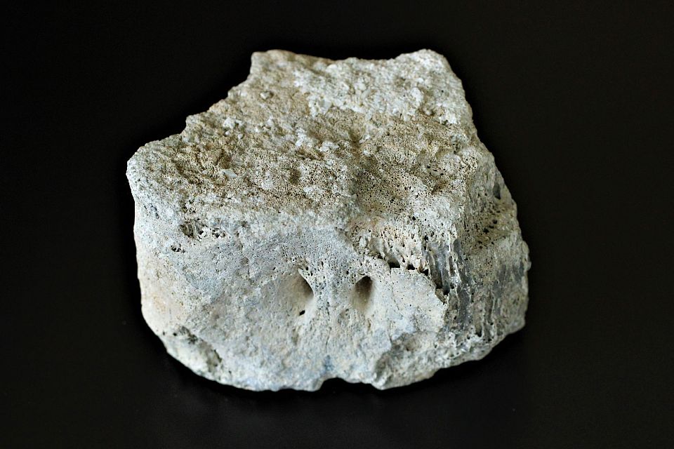 Halskota från en plesiosaur. Cervical vertebra of a plesiosaur