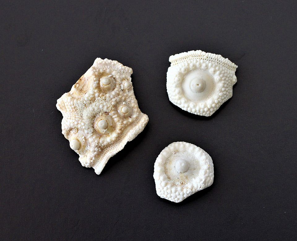 Plåtar av sjöborrar. Plates, part of the sea urchin’s shell