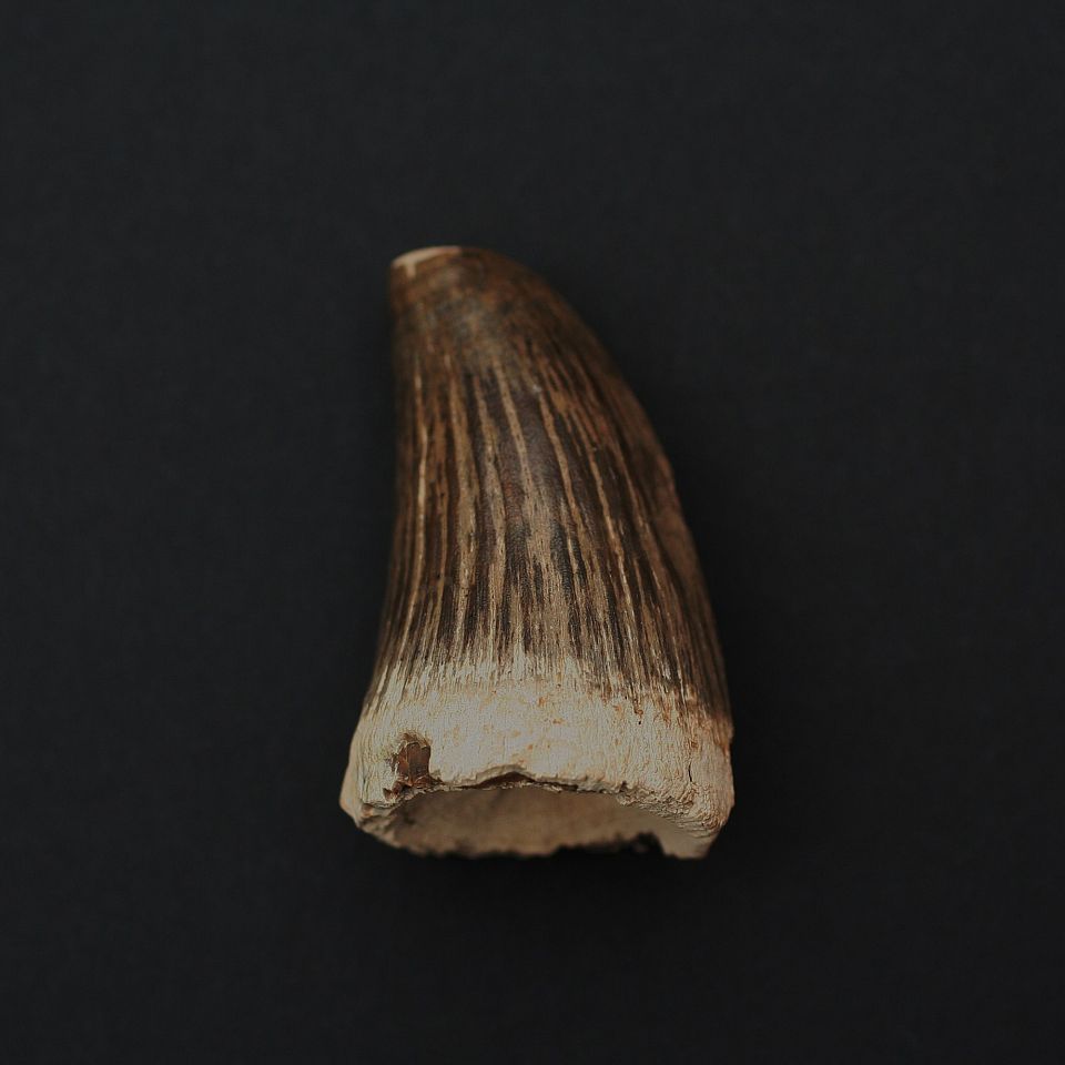 Tand från mosasaurie Tooth from a mosasaur.