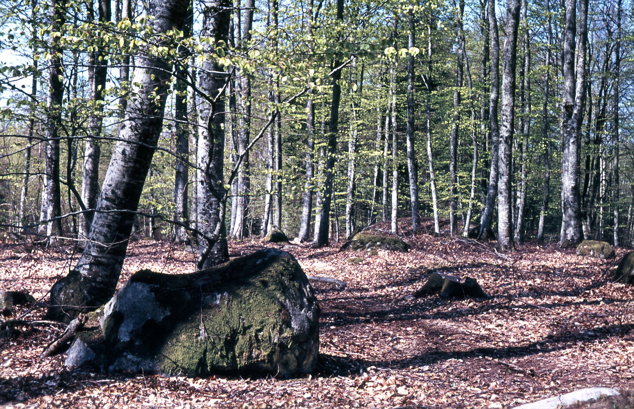 BromöllaOmnejd Parkbild från Årup