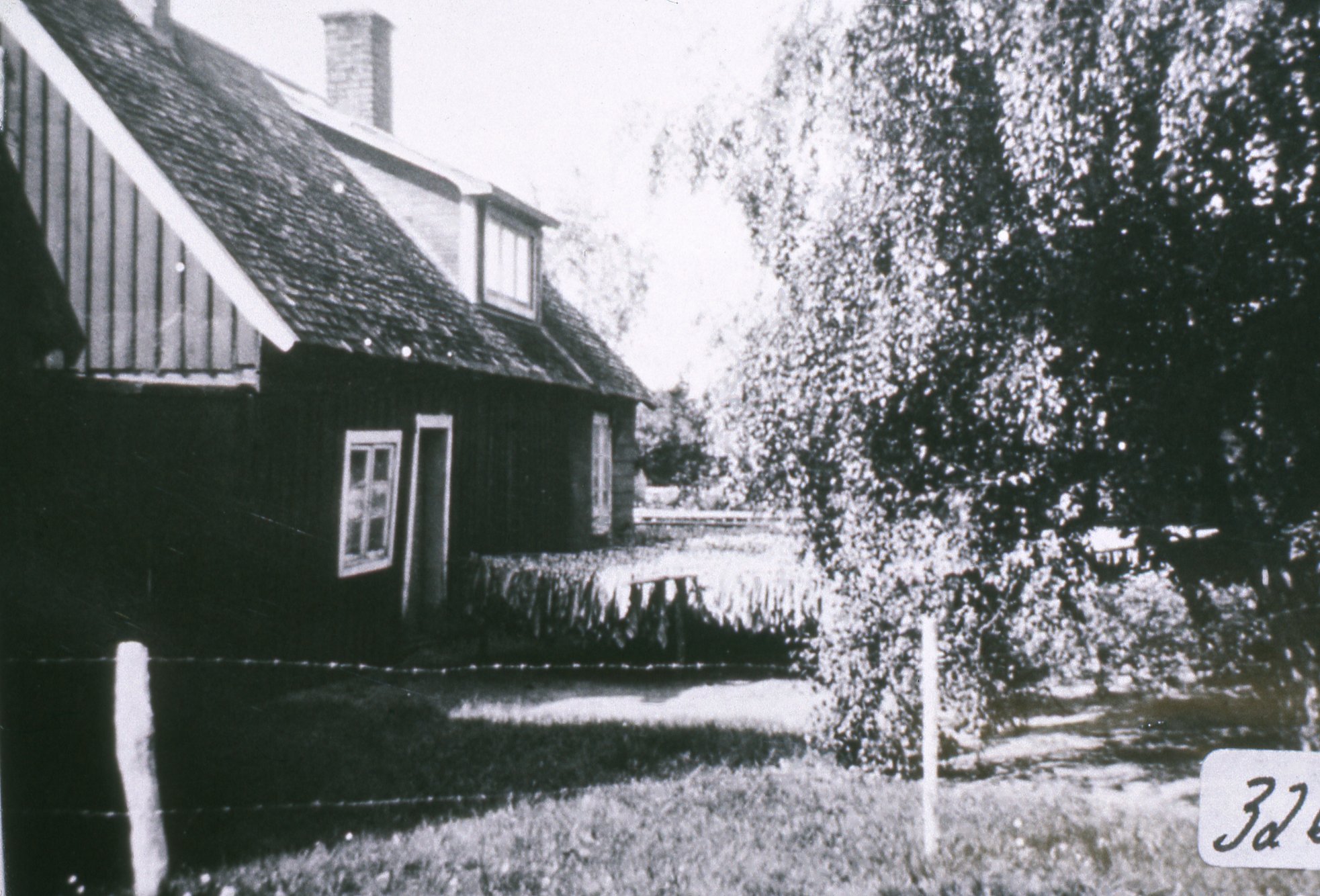 Bromölla Gualöv Tobakshängning Ida Persson