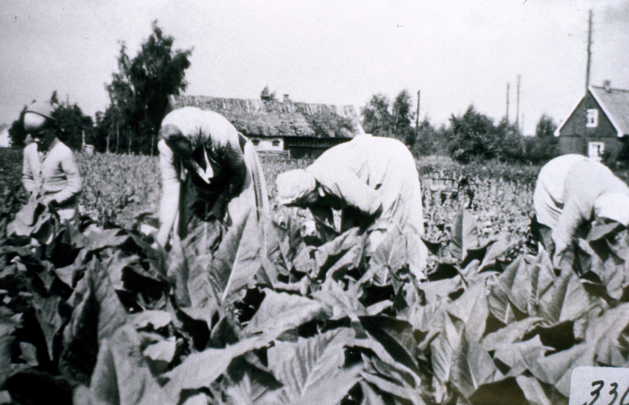 Bromölla Gualöv Tobaksskörd  Aug 1953