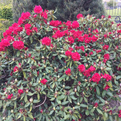 Museets trädgård Rhododendron Hachmees Feurschein