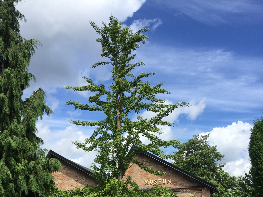 Museets trädgård Ginkgoträd i sommarskrud