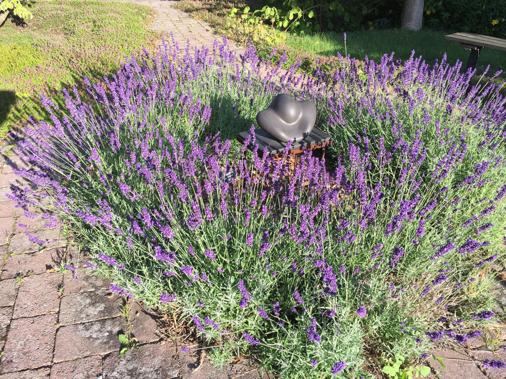 Museets trädgård Lavandula ang. Lavendel