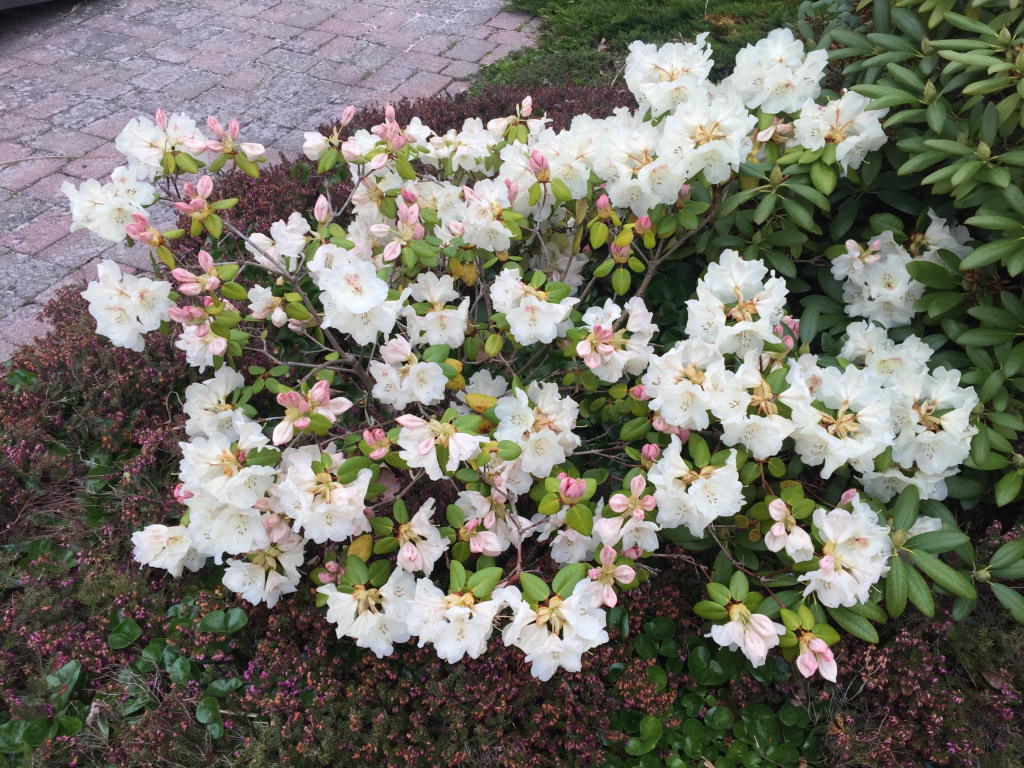 Museets trädgård Rhododendron Gardensdirektor Rieger