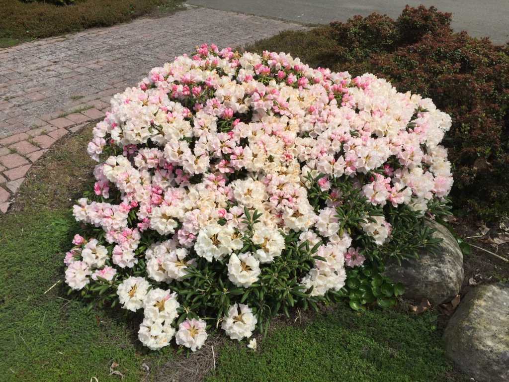 Museets Trädgård Rhododendron Yakushimanum Koichiro Wada