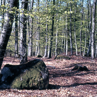 BromöllaOmnejd Parkbild från Årup