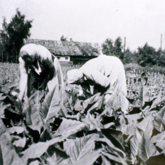 Bromölla Gualöv Tobaksskörd  Aug 1953