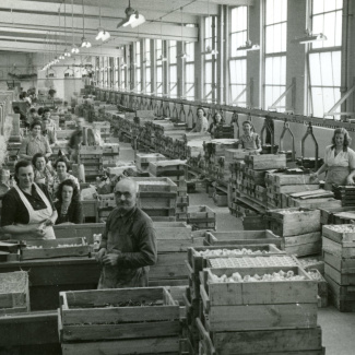 Fabrik Iföverken Pressgodsfabriken Paketering 1950